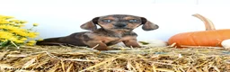 Miniature Dachshund dogs for sale: Myles - Ad 3