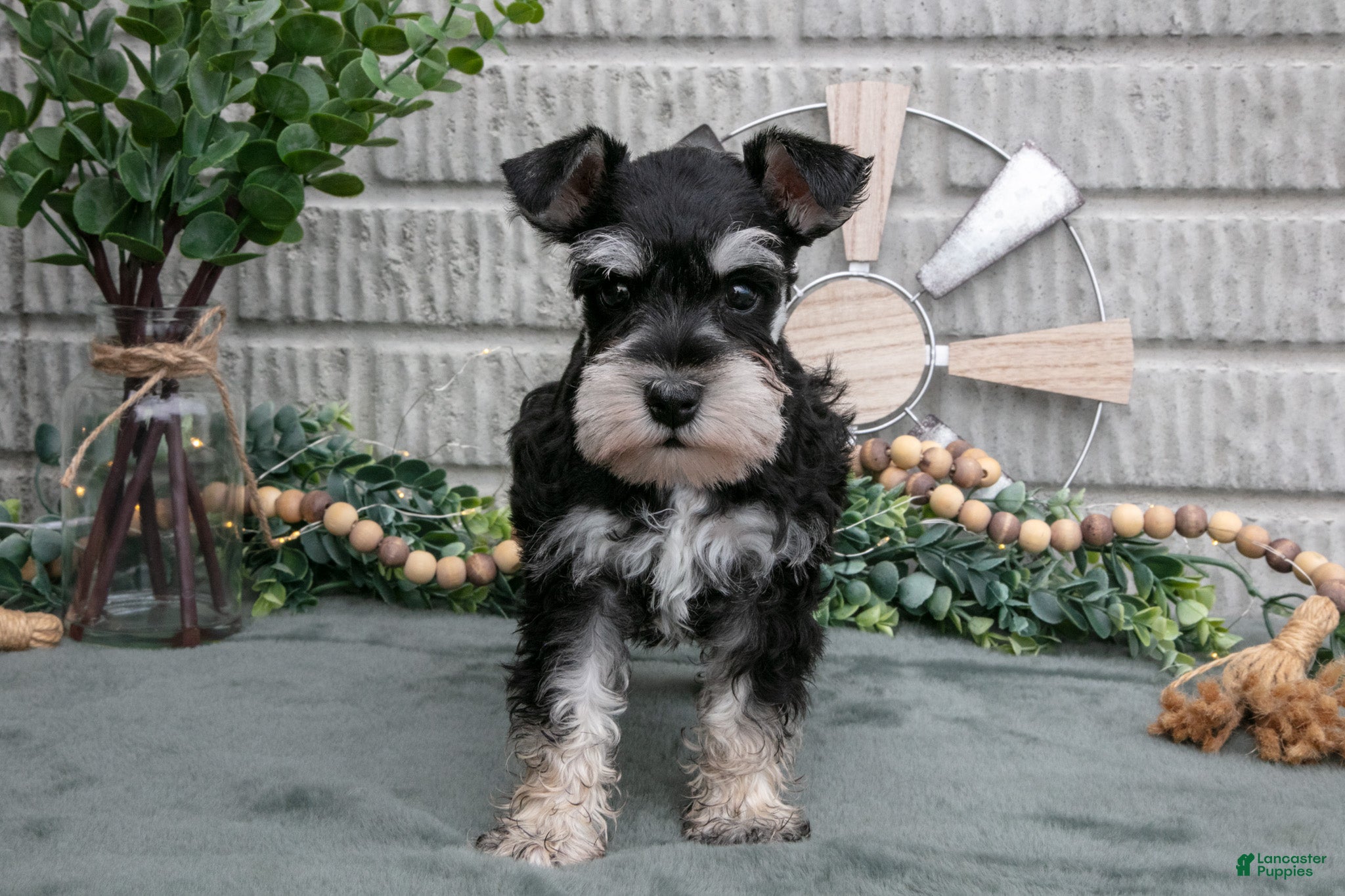 Miniature Schnauzer dogs Benji - Ad 2