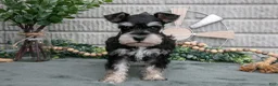 Miniature Schnauzer dogs for sale: Benji - Ad 2