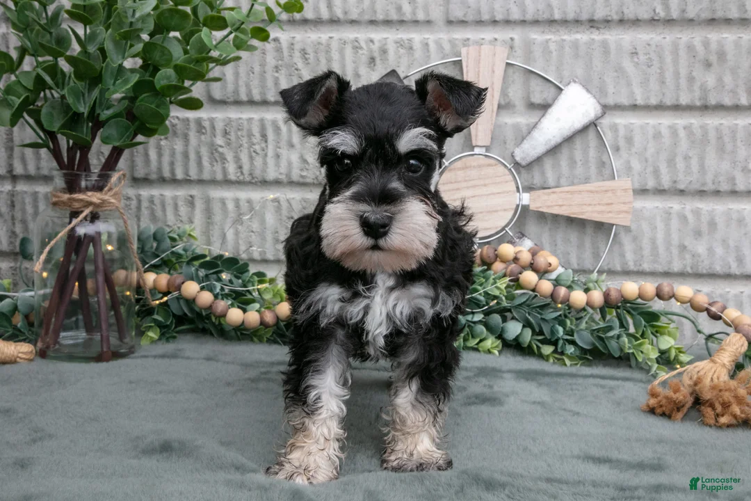 Miniature Schnauzer dogs for sale: Benji - Ad 2