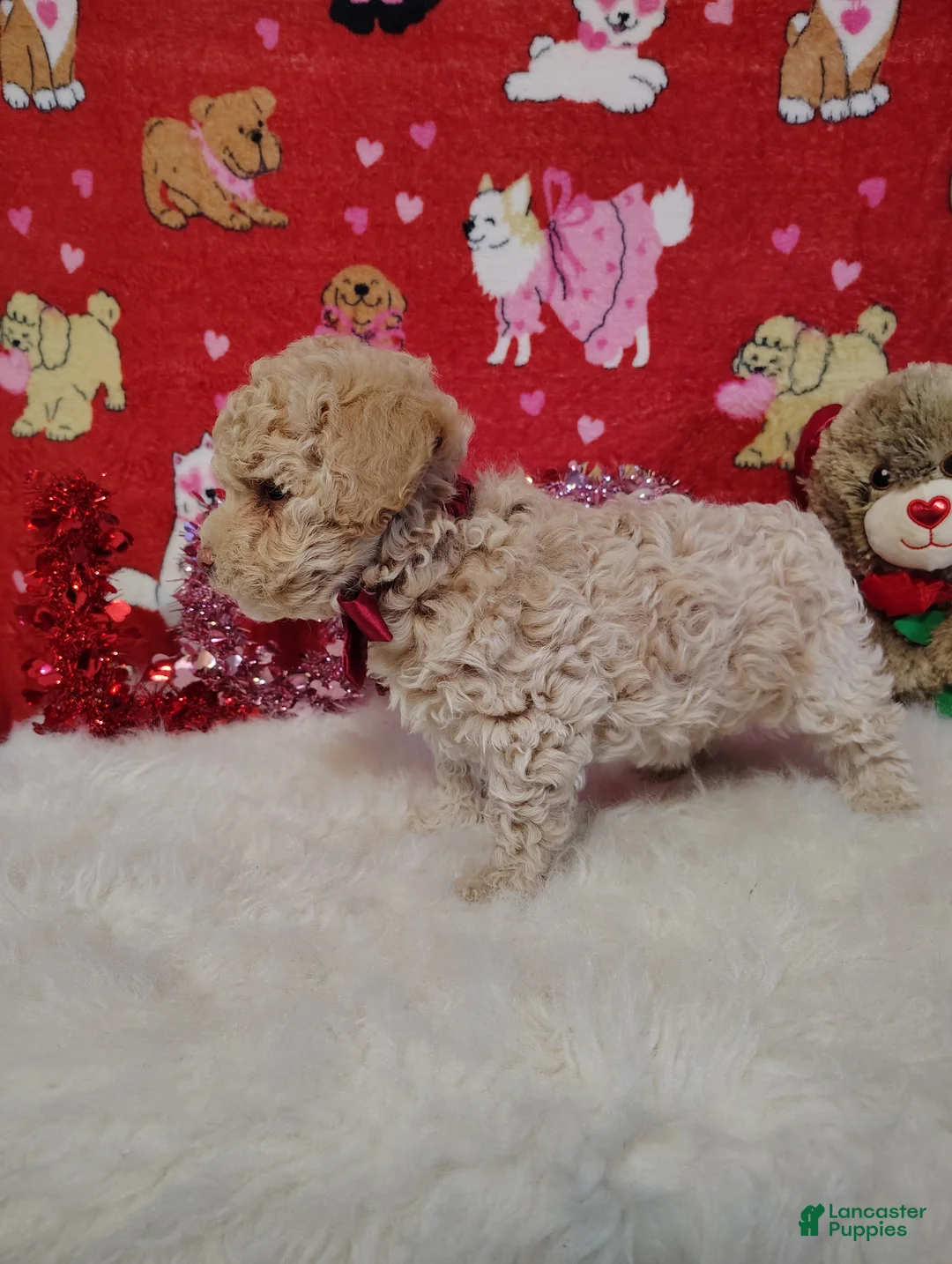 Toy Poodle dogs for sale: Prince - Ad 3