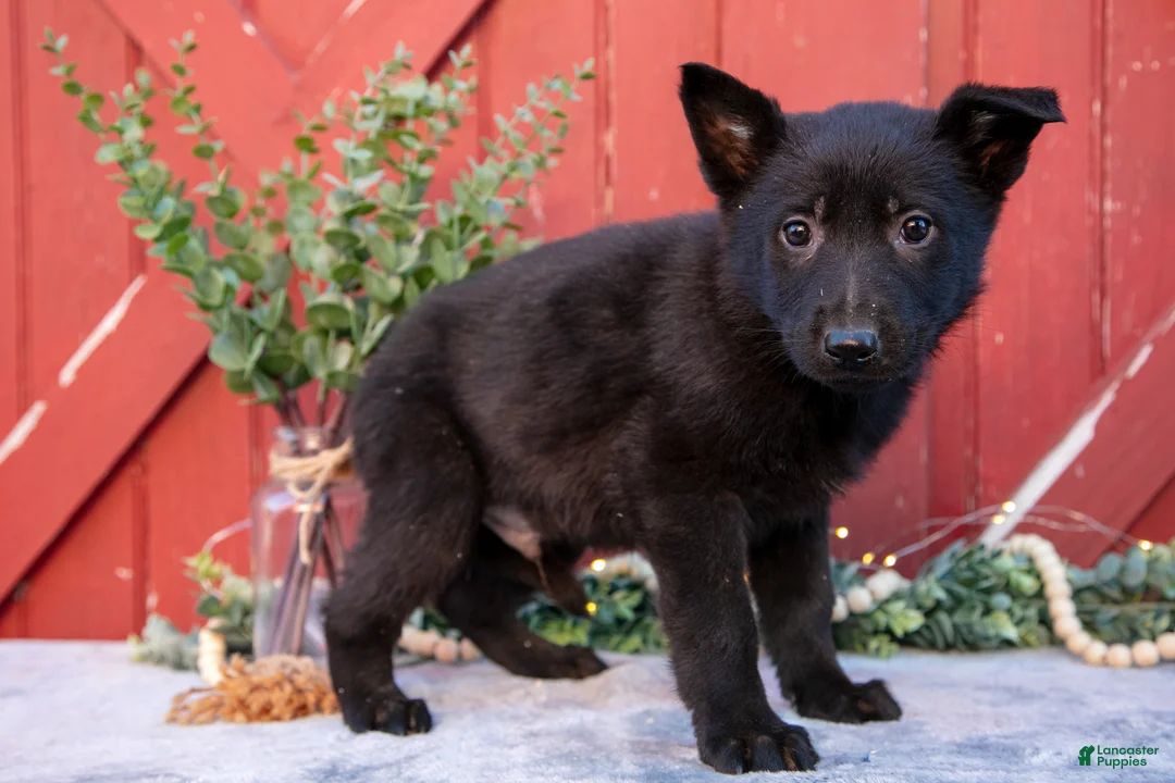 German Shepherd dogs for sale: Apollo - Ad 3