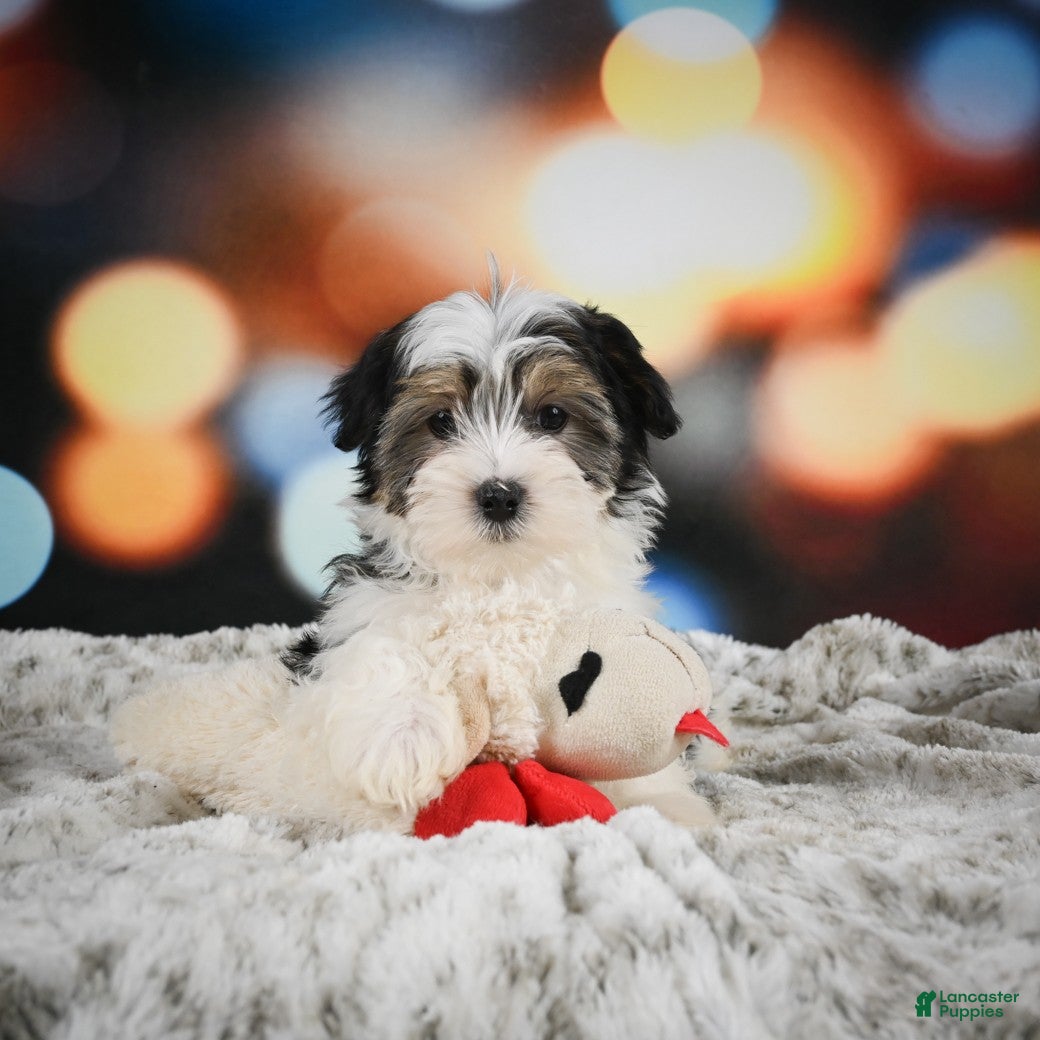 Morkie dogs Apollo - Ad 2
