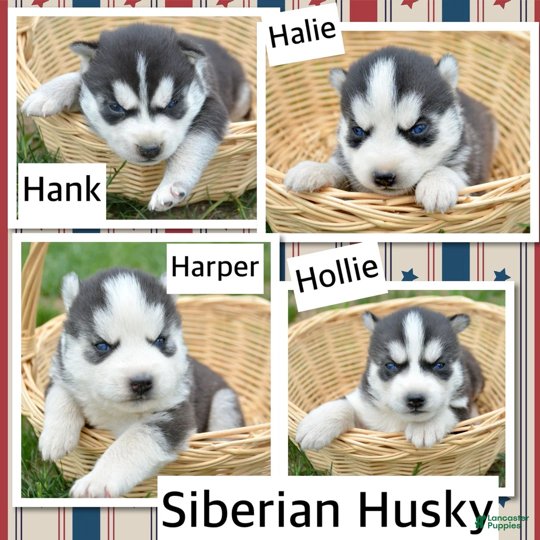 Siberian Husky dogs for sale: Hank Siberian Husky M - Ad 2