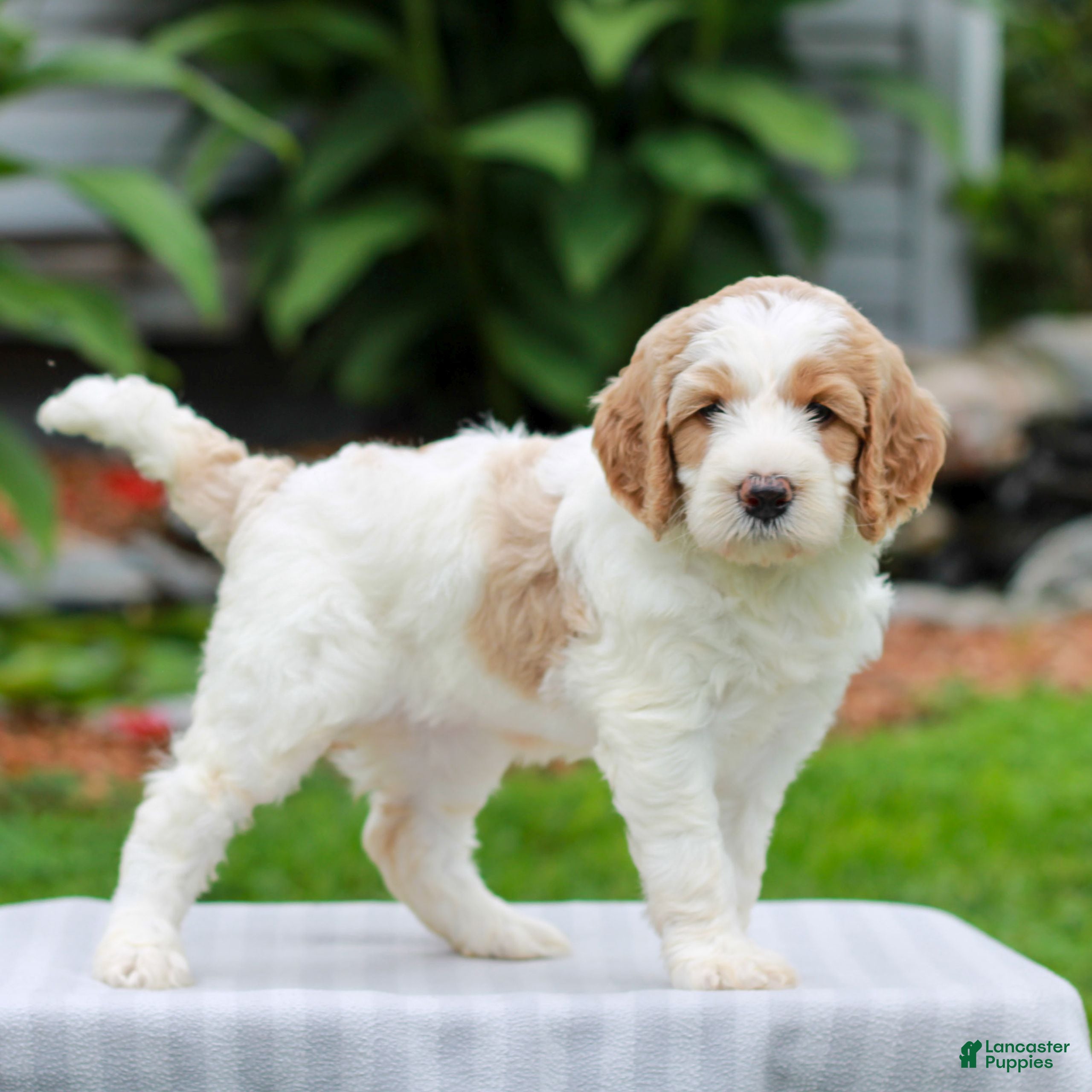Miniature Labradoodle dogs Capri  - Ad 1