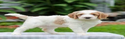Miniature Labradoodle dogs for sale: Capri  - Ad 1