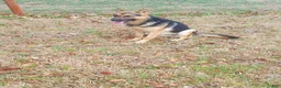 German Shepherd dogs for sale: Black Male - Ad 12