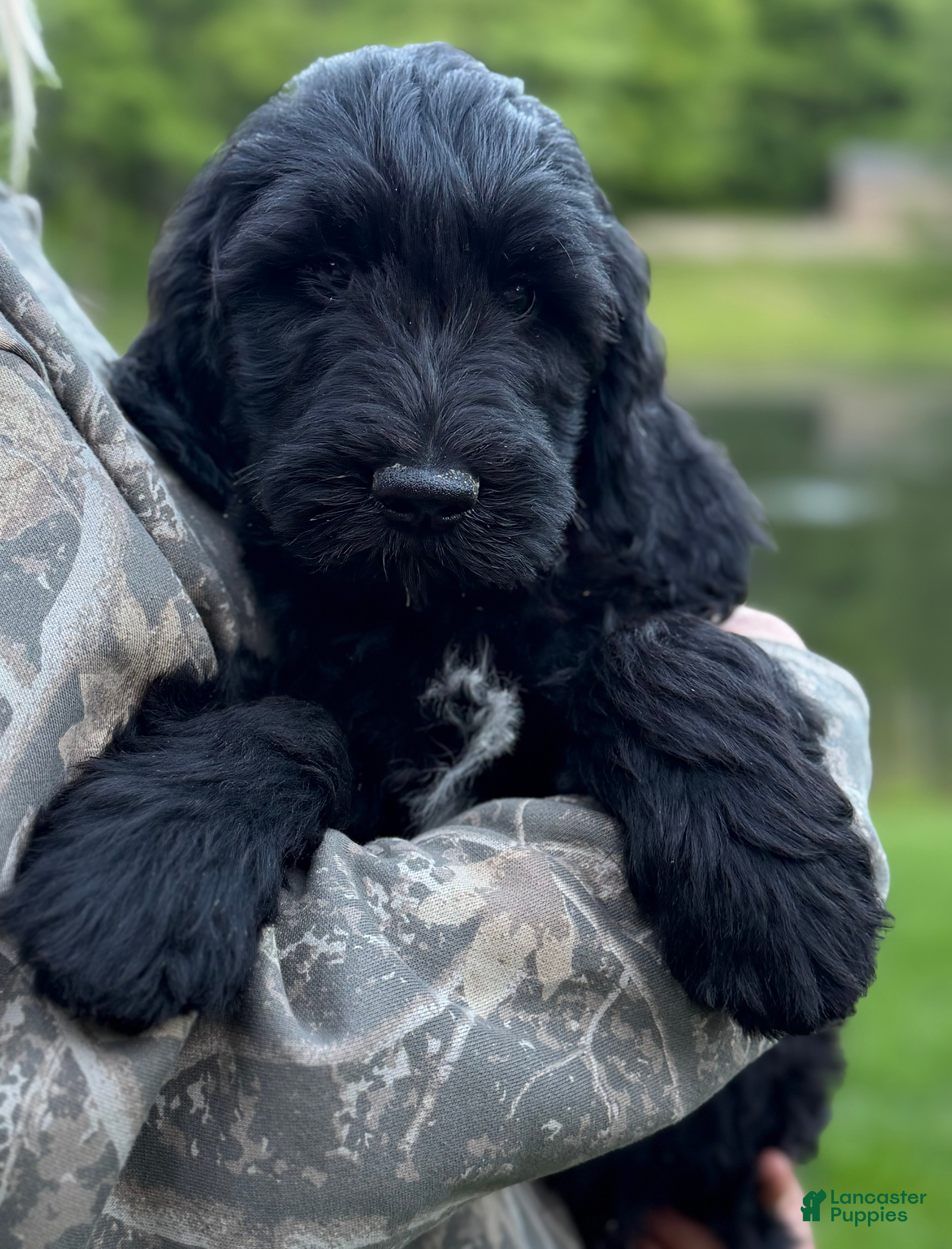 Goldendoodle dogs Bear - Ad 1
