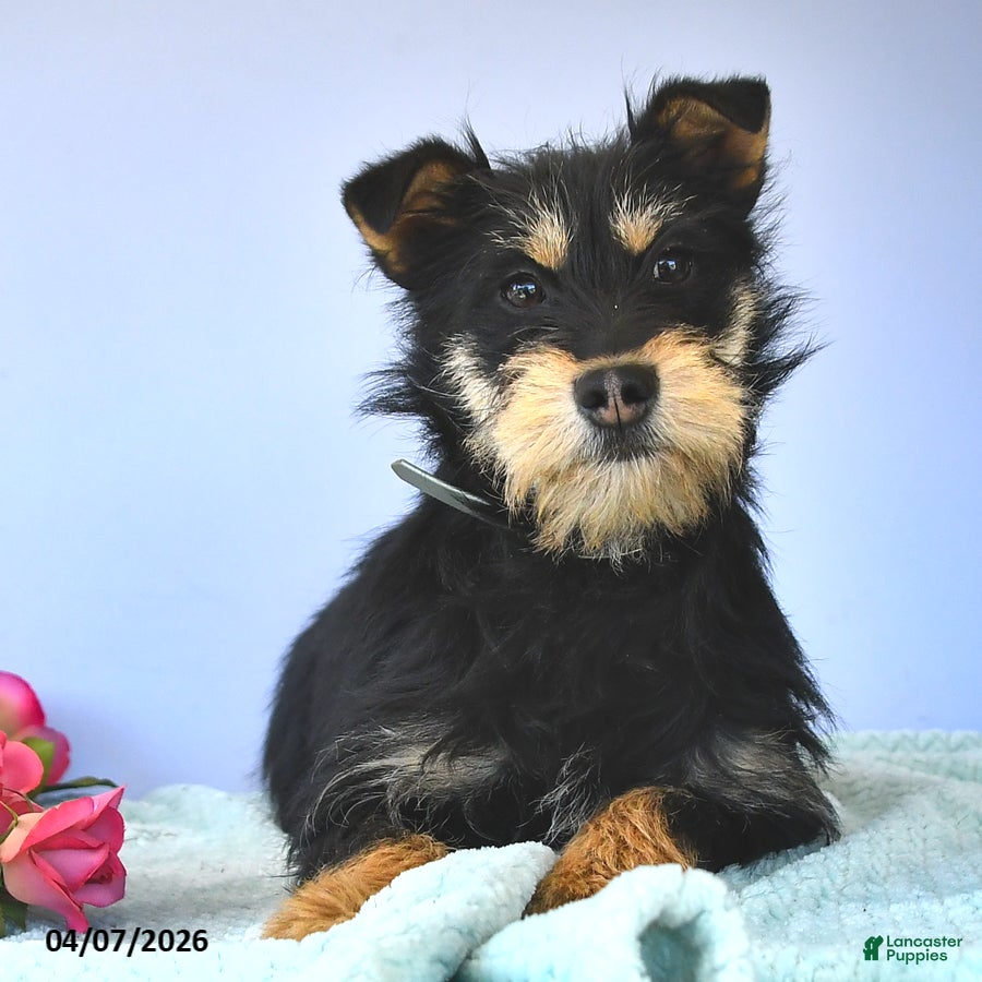 Mixed Breed dogs Snickers - Ad 2