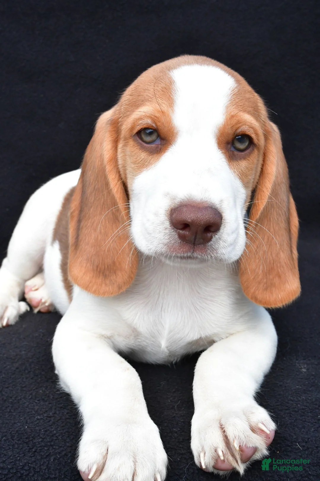 Beagle dogs for sale: Marcus - Ad 2