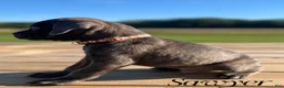 Cane Corso dogs for sale: Sawyer - Ad 4