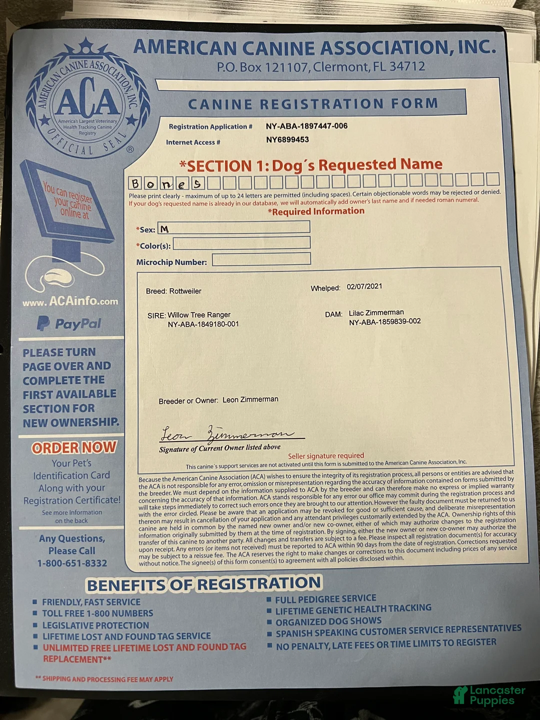 Rottweiler dogs for stud: Bones - Ad 4