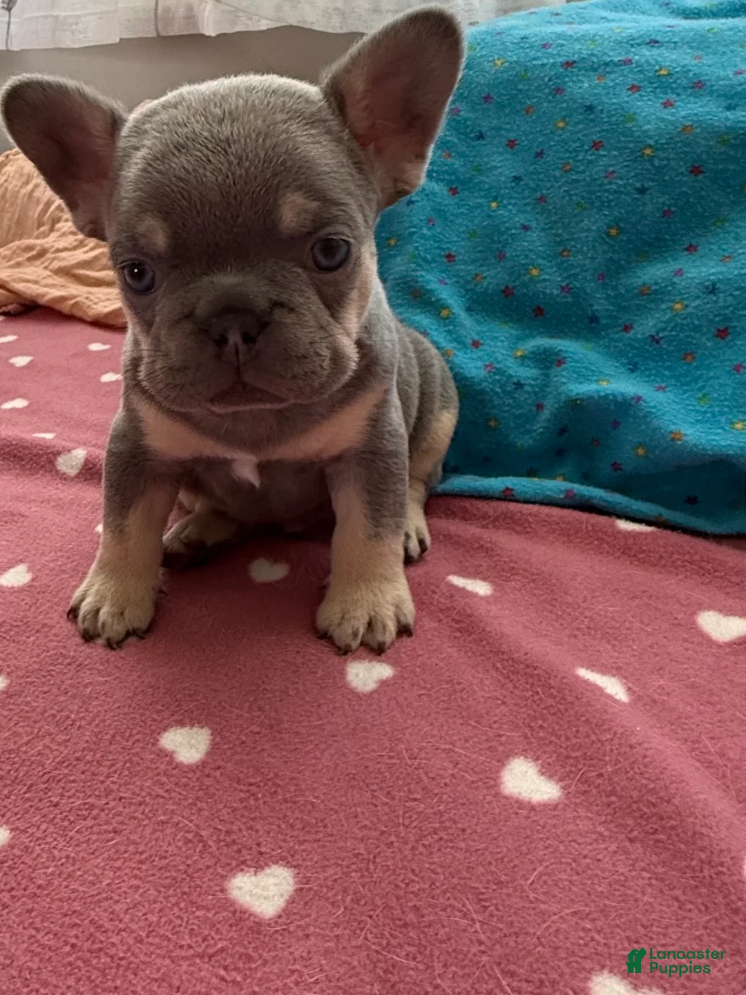French Bulldog dogs for sale: French Bulldog 1 - Ad 2