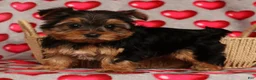 Yorkshire Terrier dogs for sale: Ginger - Ad 7