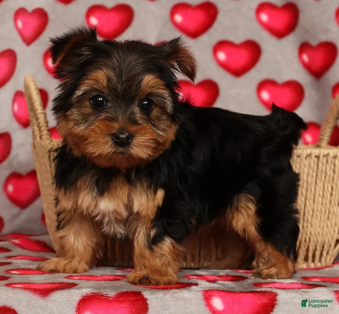 Yorkshire Terrier dogs for sale: Ginger - Ad 7