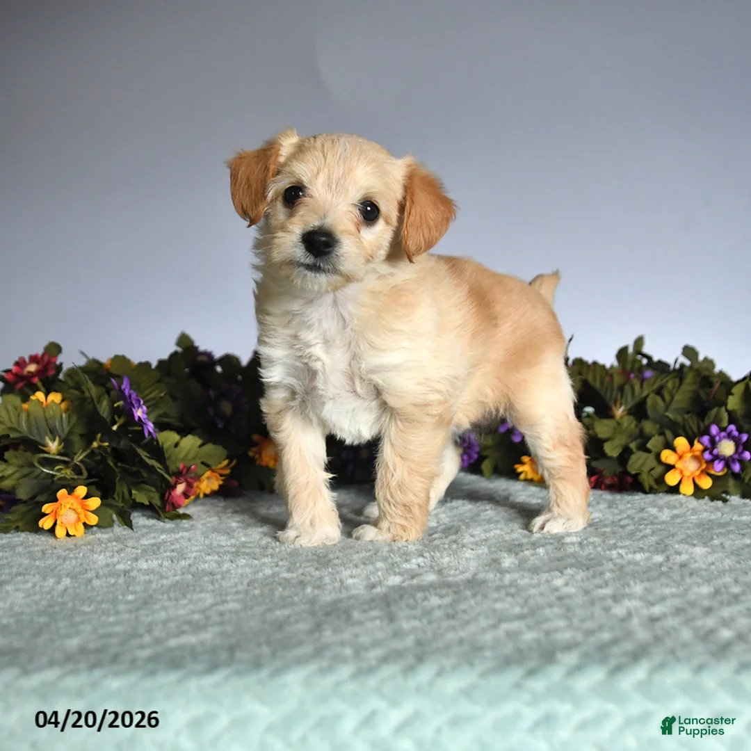 Mixed Breed dogs for sale: Olivia - Ad 1