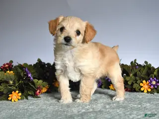 Mixed Breed dogs for sale: Olivia - Ad 3