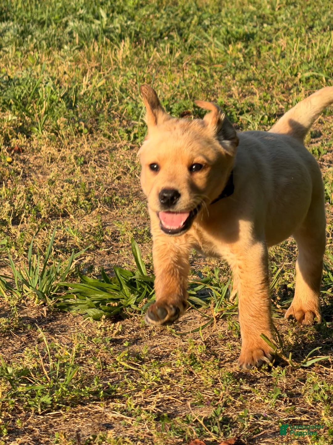 Labrador Retriever dogs for sale: Labrador Retriever Puppy 7 - Ad 2