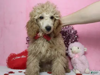 Toy Poodle dogs Buckeye - Ad 16