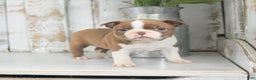 Boston Terrier dogs for sale: Winter - Ad 4