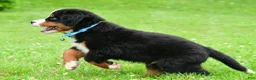 Bernese Mountain Dog dogs for sale: Ned - Ad 11
