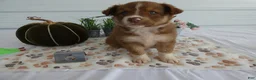 Mixed Breed dogs for sale: Mixed Breed 6 Blue Ivy - Ad 3