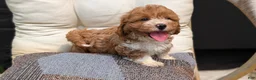 Havapoo dogs for sale: Baxter  - Ad 3