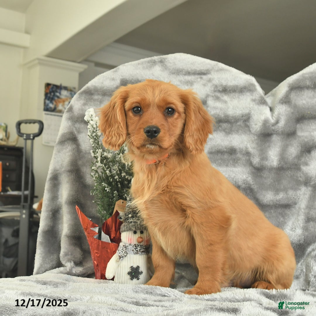 Miniature Golden Retriever dogs for sale: Blue  - Ad 3