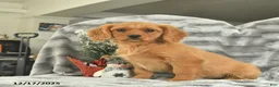 Miniature Golden Retriever dogs for sale: Blue  - Ad 3