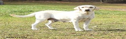 Labrador Retriever dogs for sale: Elam - Ad 4