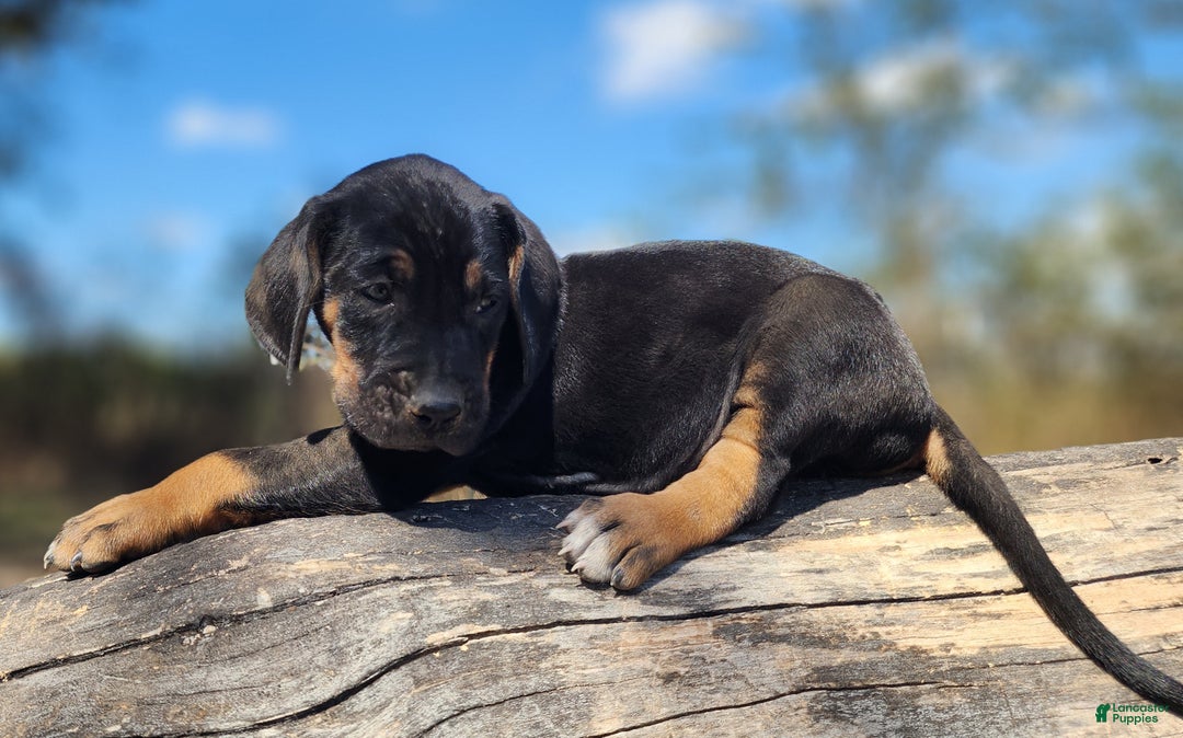 Mixed Breed dogs for sale: Fall 2025 Bloodahoula Male 3 - Ad 3