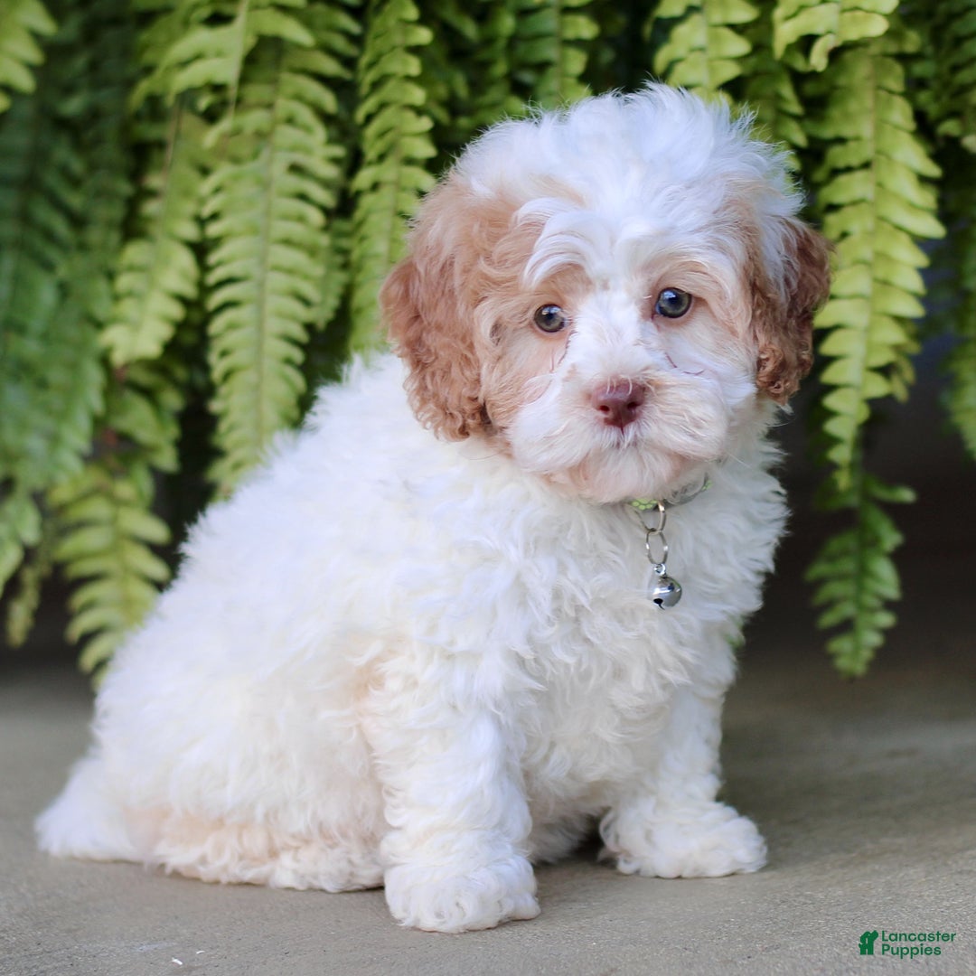 Shihpoo dogs for sale: Paris - Ad 2