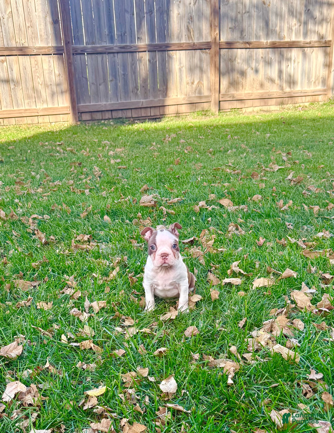 Boston Terrier dogs for sale: Boston Terrier Puppy 1 - Ad 5