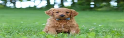Goldendoodle dogs for sale: Champ - Ad 3