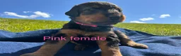 Airedale Terrier dogs for sale: Pink female - Ad 3