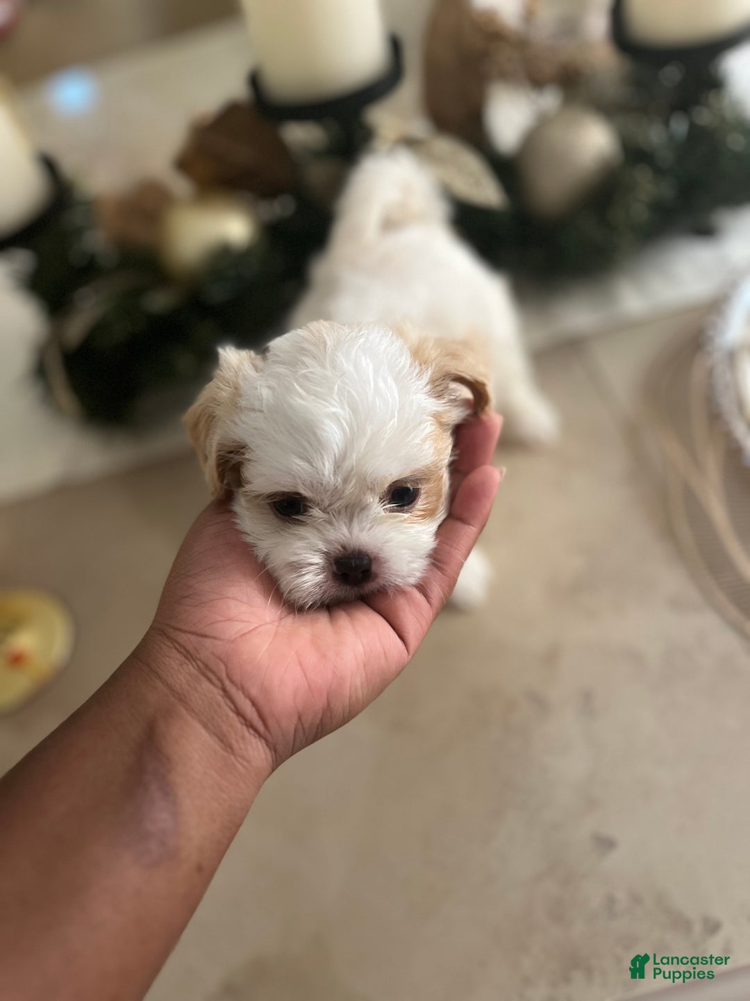 Shih Tzu dogs for sale: Maple - Ad 13
