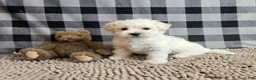 Bichon Frise dogs for sale: Lilly - Ad 4