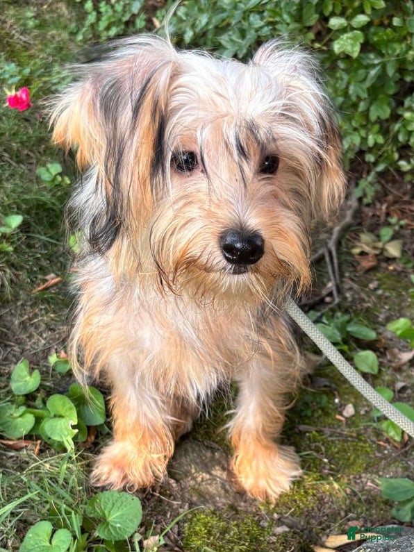 Morkie dogs Luna - Ad 6