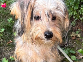 Morkie dogs Luna - Ad 9