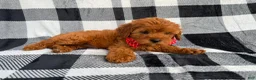 Cavapoo dogs for sale: Bruno - Ad 3