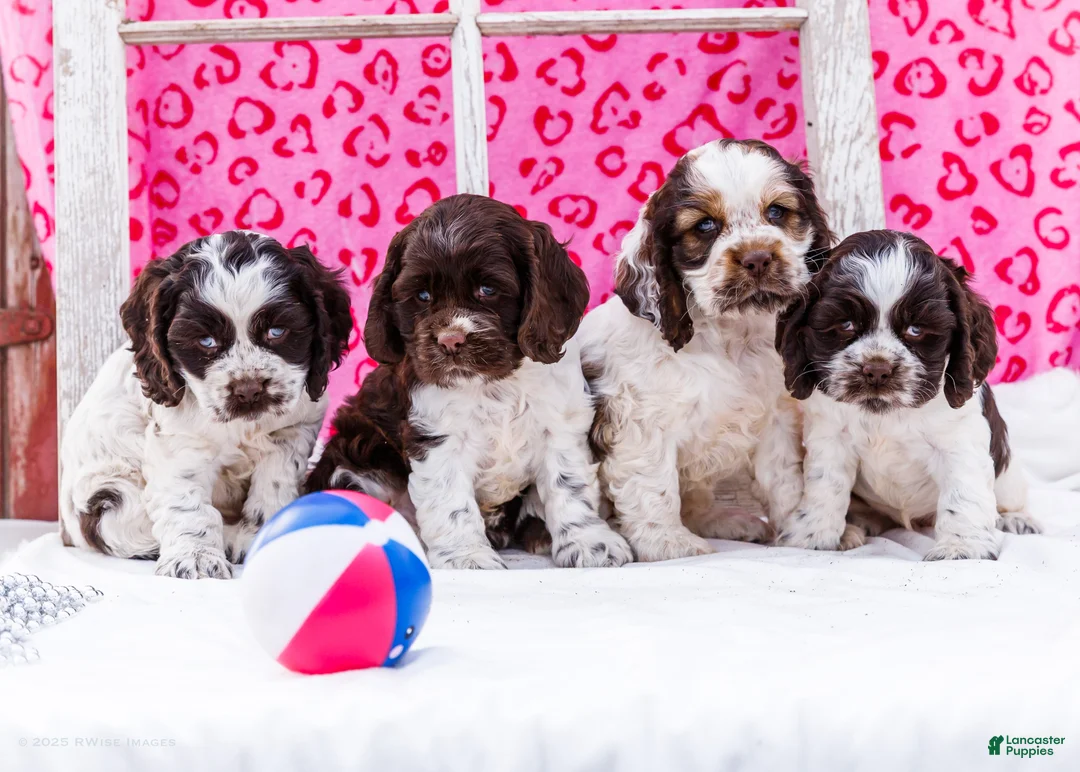 Cocker Spaniel dogs for sale: Whiskers - Ad 8