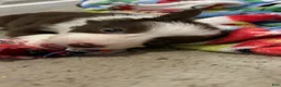 Border Collie dogs for sale: CeCe Winans - Ad 8