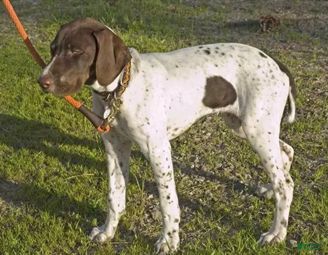 Mixed Breed dogs for sale: Mr. man - Ad 2