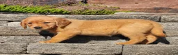 Golden Retriever dogs for sale: Chai - Ad 4