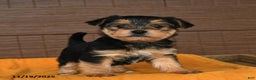 Morkie dogs for sale: Rain - Ad 2
