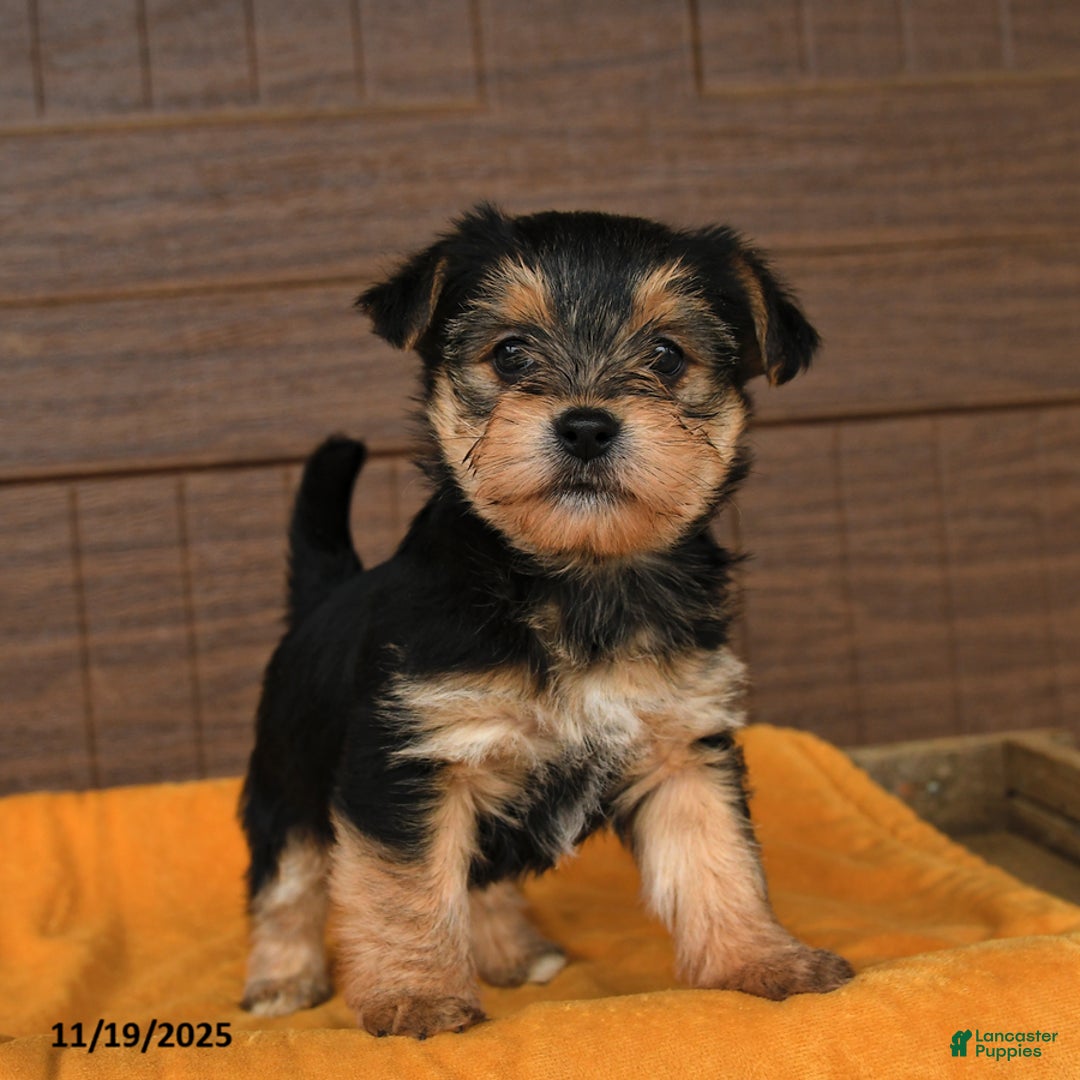 Morkie dogs for sale: Rain - Ad 2