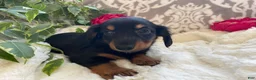 Miniature Dachshund dogs for sale: Corbin - Ad 4