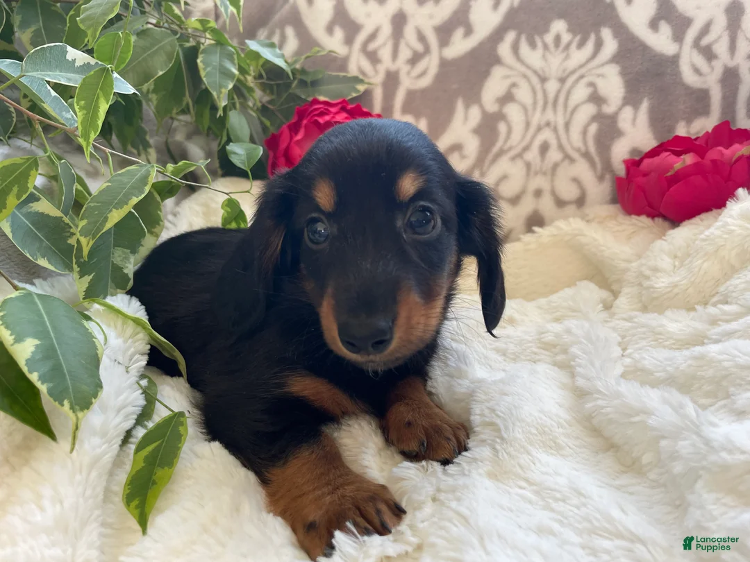 Miniature Dachshund dogs for sale: Corbin - Ad 4