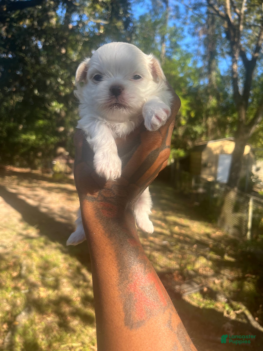 Malshi dogs for sale: Malshi Puppy 3 - Ad 1
