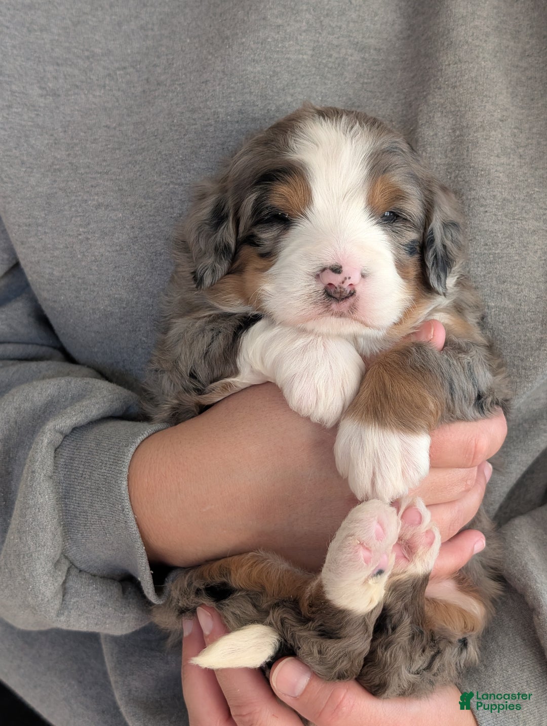 Mini Bernedoodle dogs for sale: Mini Bluey - Ad 4